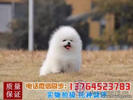 袖珍长不大俊介哈多利球形博美犬幼犬比熊活体宠物狗